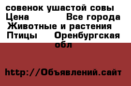 совенок ушастой совы › Цена ­ 5 000 - Все города Животные и растения » Птицы   . Оренбургская обл.